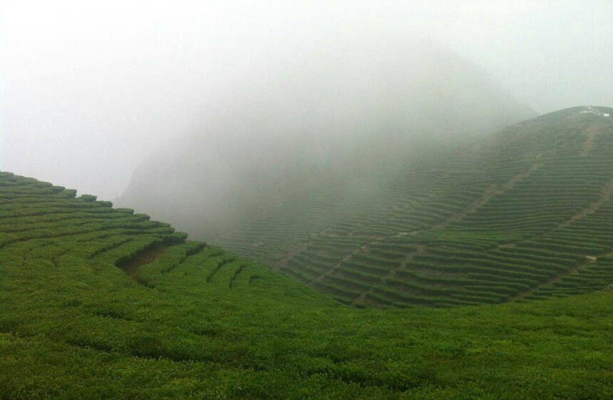 高山茶的“绯闻”之高山茶为什么好喝？