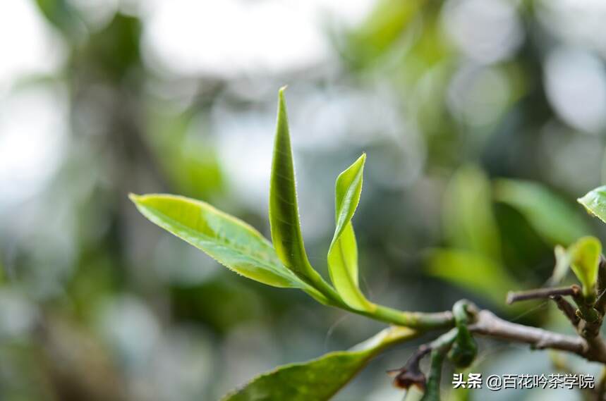 2019百花吟茶山行第五站那卡：一杯那卡，惊喜无限