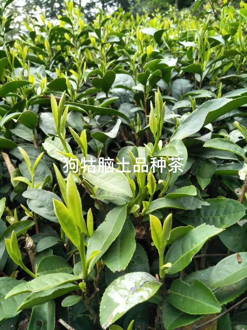 单价过千的乌牛早品种茶，在我们江西狗牯脑茶产地确一文不值？