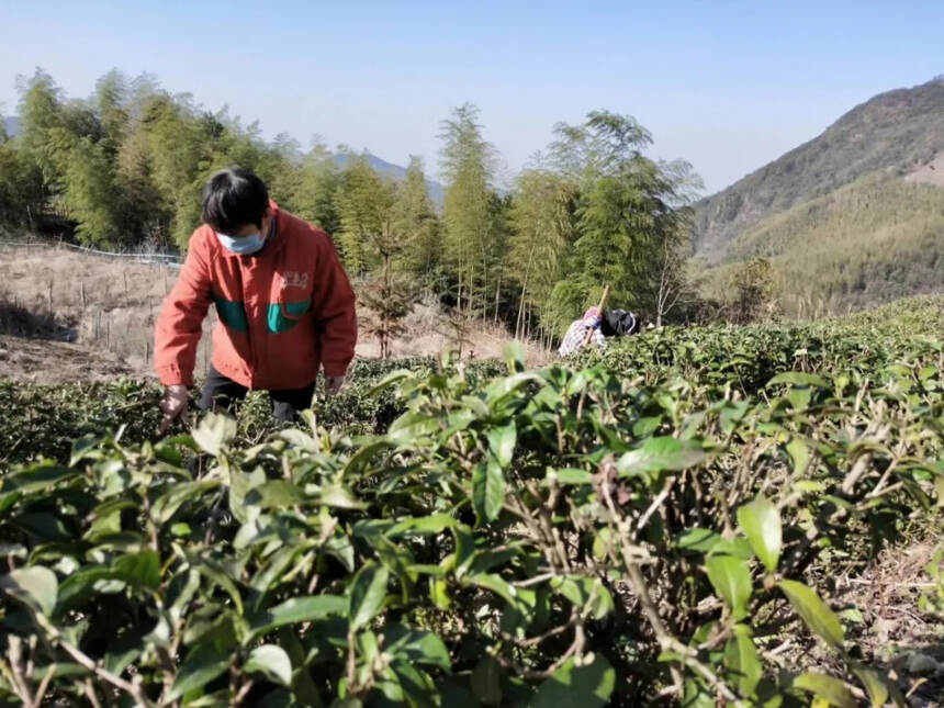 春茶季 | 雨水三候 草木萌动 江西春茶陆续开采