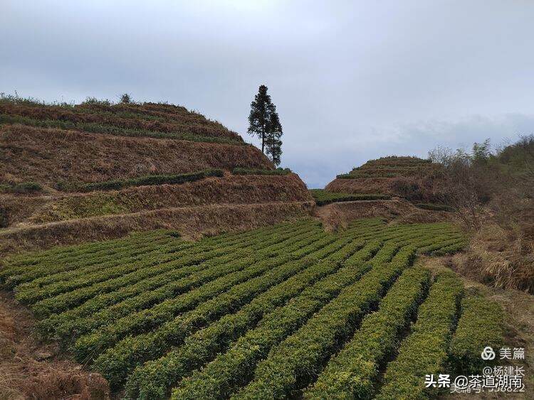 娄底茶协：助力茶业高质量发展须注重“三个突出”