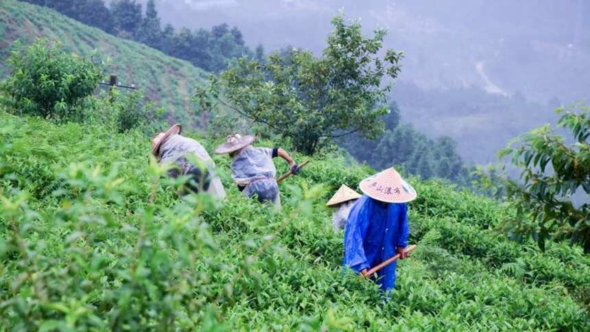 原产地直供•赣茶优选体验馆•即将开业