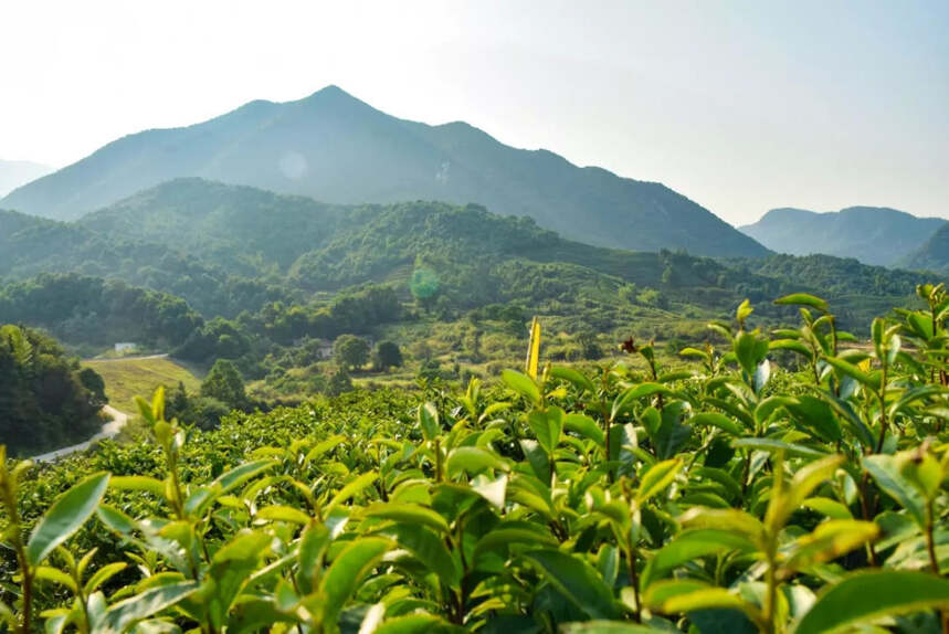 赣茶·寻茶记 |“绿丰”茶业领潮而行 用情用力富乡民