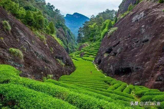 六大茶类中工艺最为复杂的发酵茶类：乌龙茶、青茶