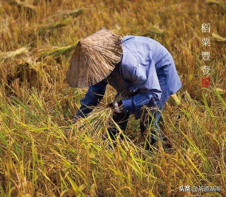 节气｜最美人间处暑秋