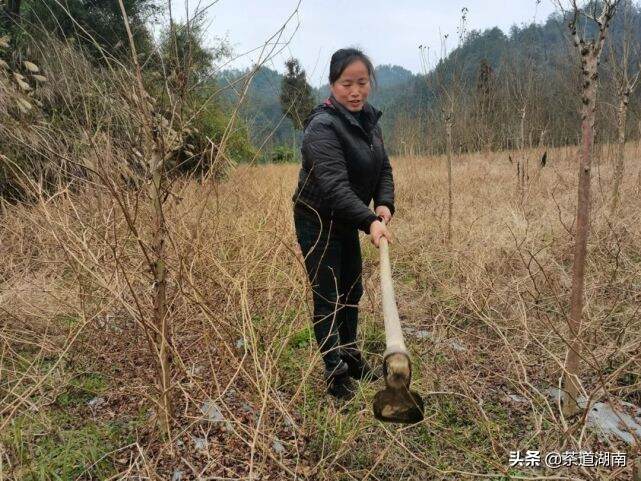 湘西陈功迟：夯实茶旅融合基础 带动周边村民就业