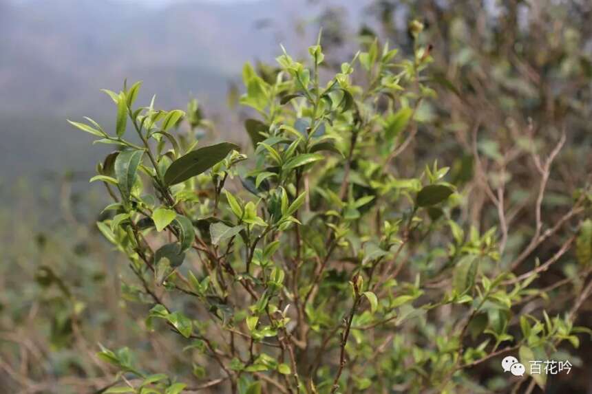 2018百花吟茶山行第一期丨探访临沧“班章”—魅力昔归