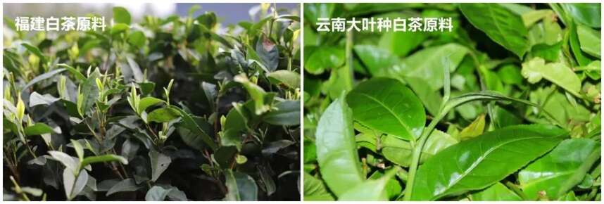 “最原味”的云南茶——大叶种白茶 为何让人爱不释手？