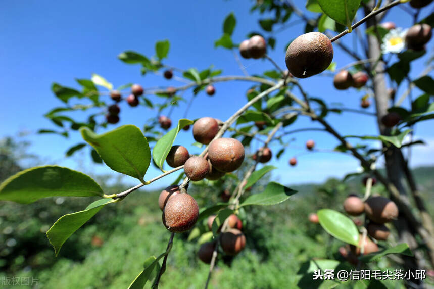 山茶油的功效与食用方法