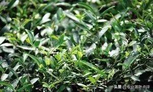 深度解析武夷岩茶之品种篇