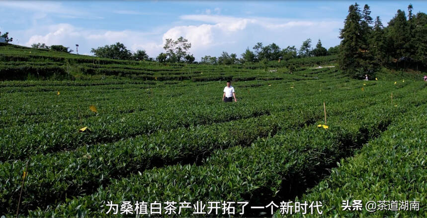 张帆：三年桑植白茶路，敲开脱贫致富门