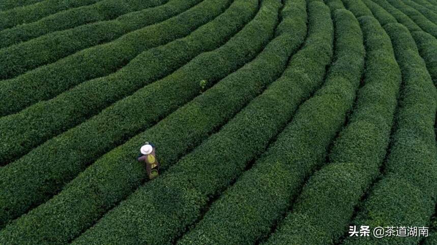 五一去茶山，感受“只此青绿”的美好吧