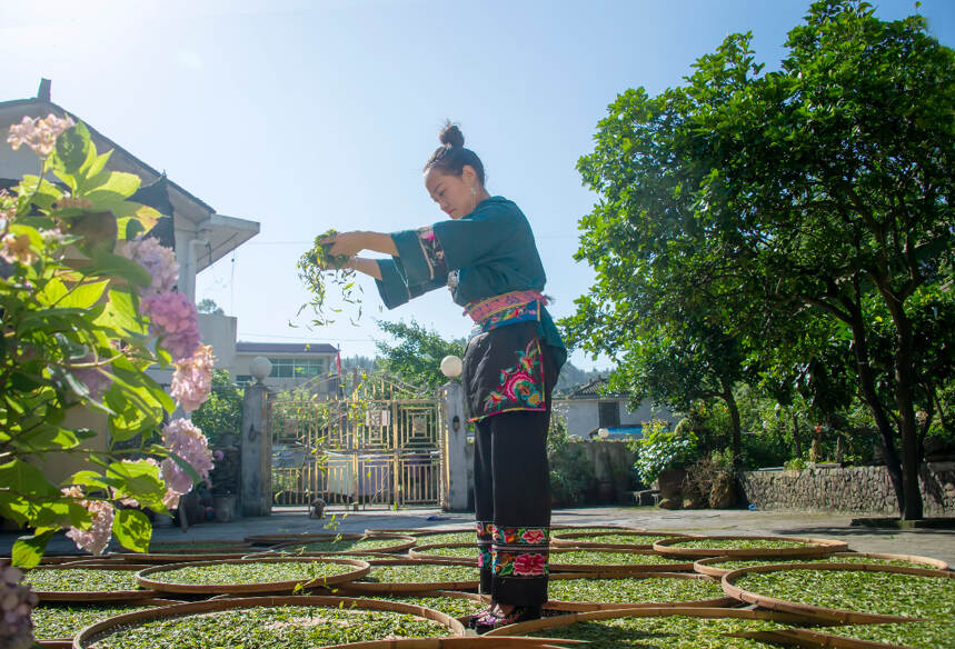 湘西黄金茶：致富新钥匙，湘西黄金茶