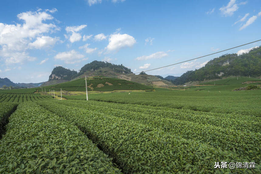 武夷岩茶的坑，很深很美，新手入坑注意事项，建议收藏