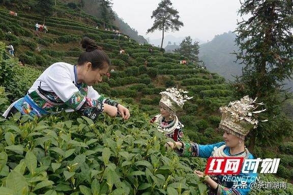 一两黄金一两茶丨保靖黄金茶10万元奖金征集宣传语及包装设计