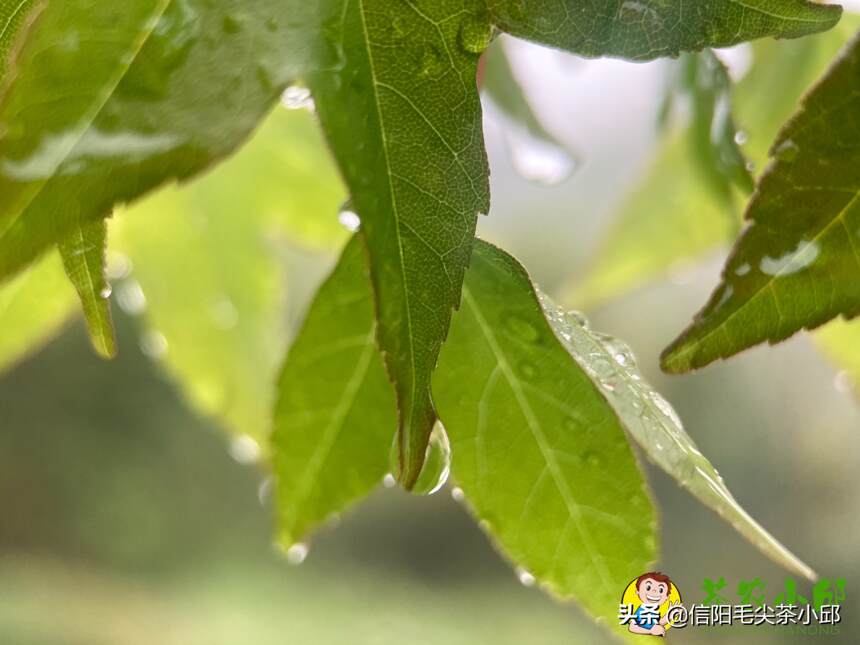 谷雨时节，人间春播忙