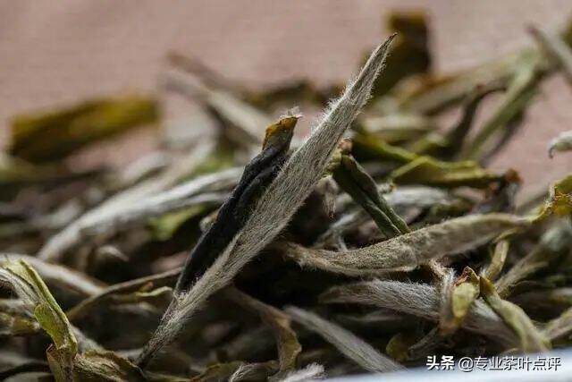 白茶为什么要煮着喝味道才好？