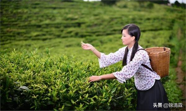 春季喝茶不注意这几个误区，反而伤身