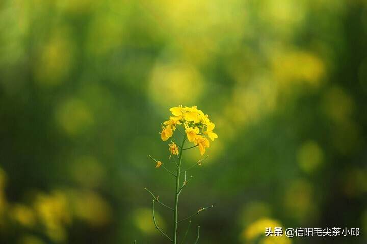 咱老家油菜花开了，用镜头带大家伙“踏春”也期待疫情春暖花开