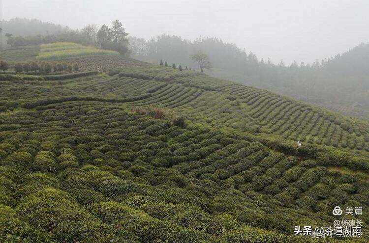 春节，让我们一起走进“湖南红茶”之源