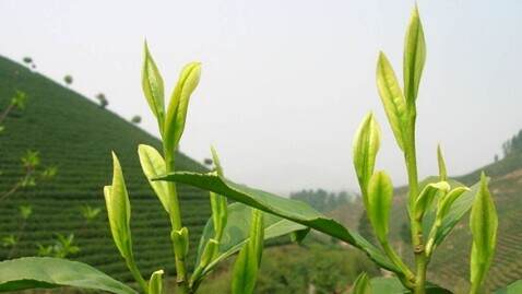 读《红楼梦》写茶，悟深入灵魂的茶香