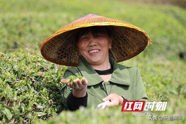 衡山：“明前茶”香满山 茶农茶事忙