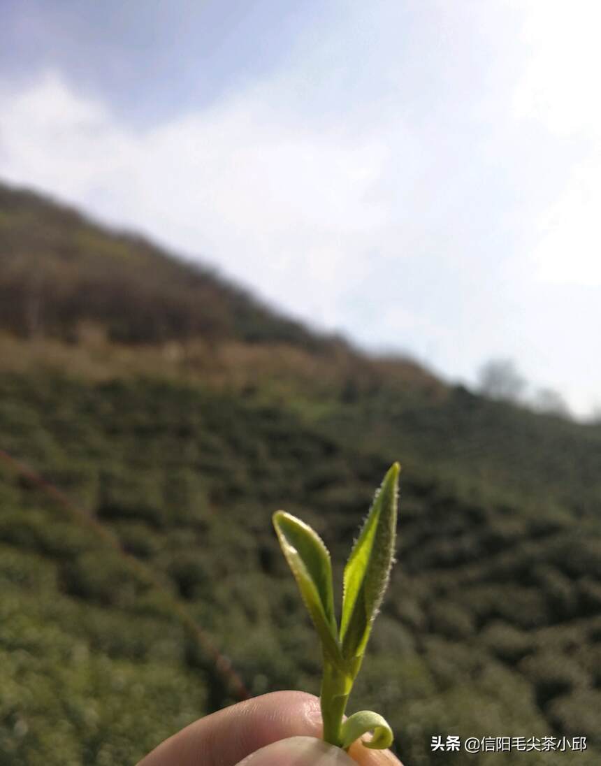 信阳毛尖春节时节等级划分.明前.雨前.雨后