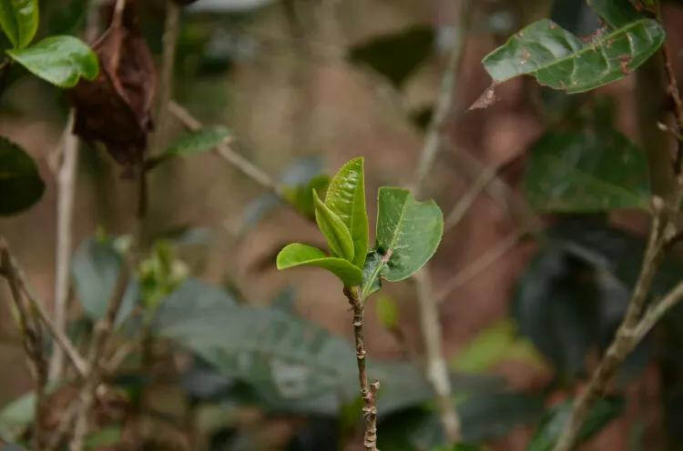 冲泡普洱春茶！多注意这8个泡茶细节，您泡出来的茶想不好喝都难