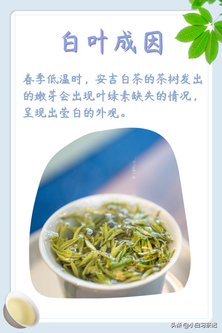 安吉白茶到底是不是白茶？干货满满