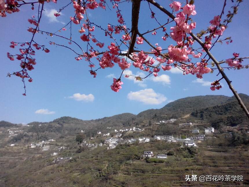 2019百花吟茶山行第三站香竹箐：锦绣茶祖，汤柔味纯，初心不改