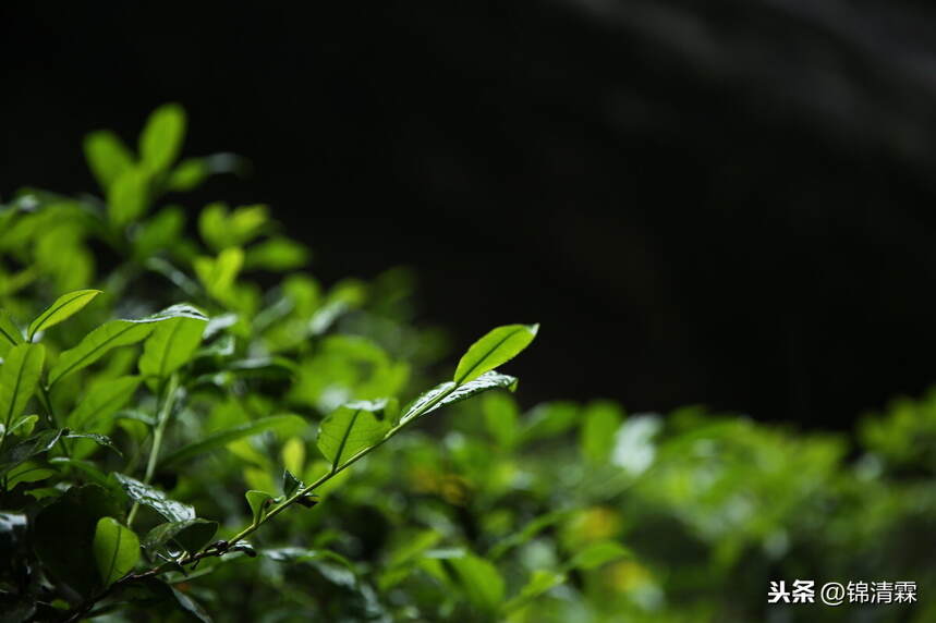 武夷岩茶的坑，很深很美，新手入坑注意事项，建议收藏