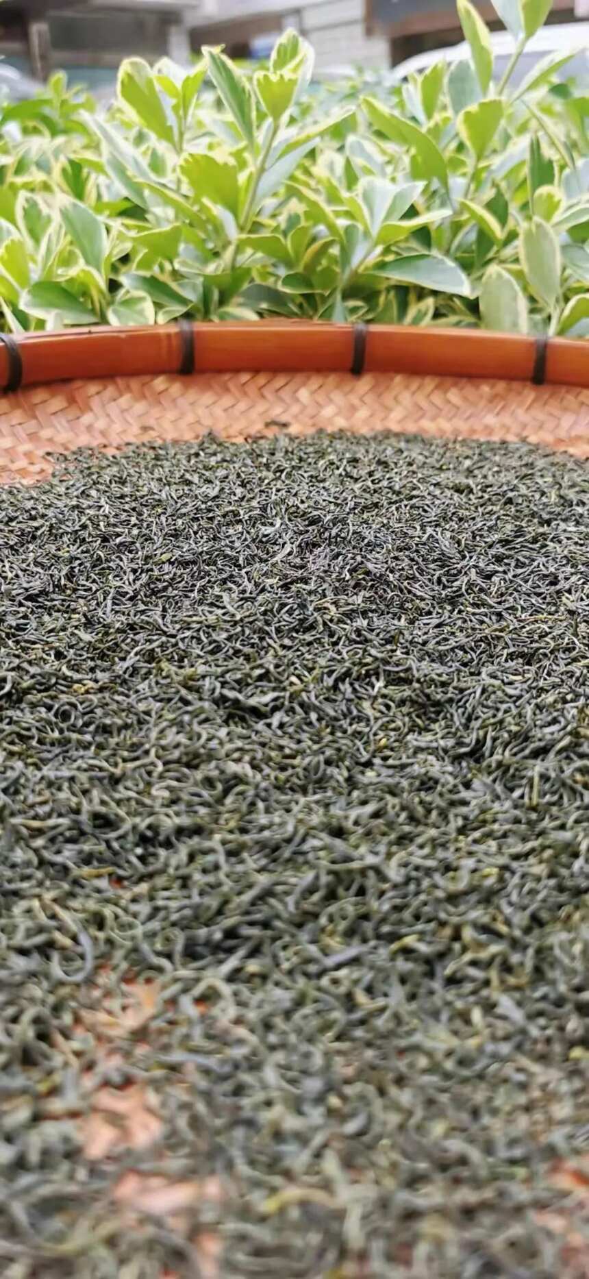 用茶执着求探索，借茶静心度春秋