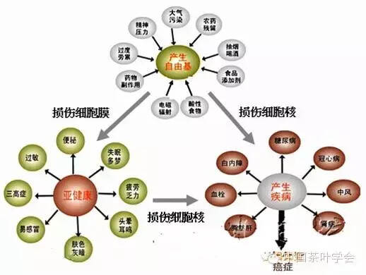 红茶——健康使者，自由基的清道夫，冬日的暖阳