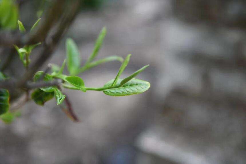 新手干货合集，带你了解普洱茶的那些事