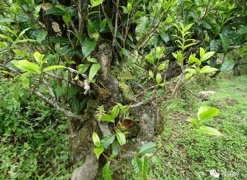 品鉴丨百花吟·《浮沉》古树生茶，真正十年干仓老茶