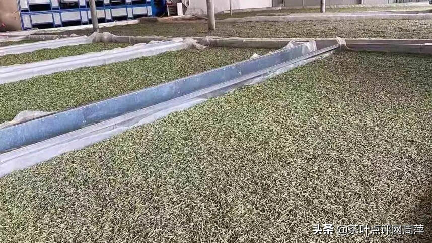 做旧茶，品质已经有了”质“的飞跃，你能辨别吗？