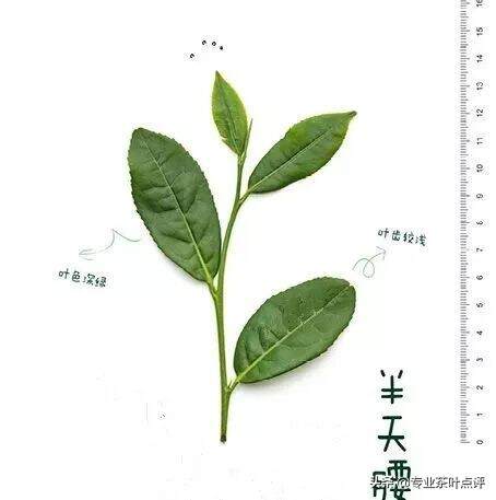 深度解析武夷岩茶之品种篇