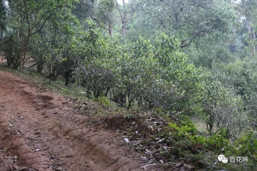 2018百花吟茶山行第十期丨麻黑—最具韵味的易武茶