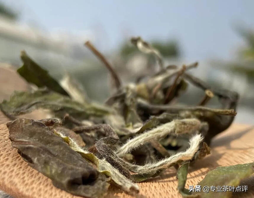 囤白茶却不知道新茶应该具备的品质？这份白茶解析大全请收好