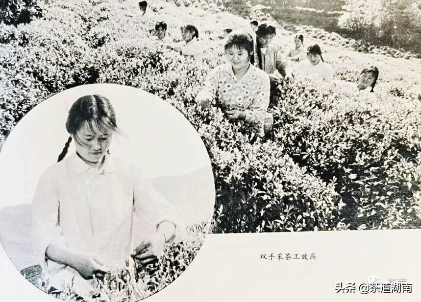 早在1959年安化就推广“双手采茶”技术