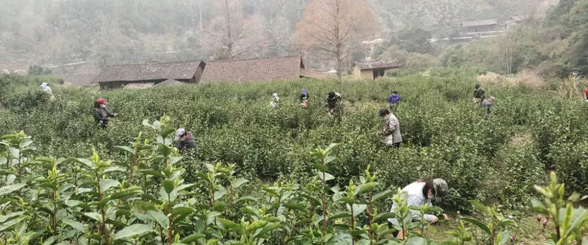 春茶季 | 雨水三候 草木萌动 江西春茶陆续开采