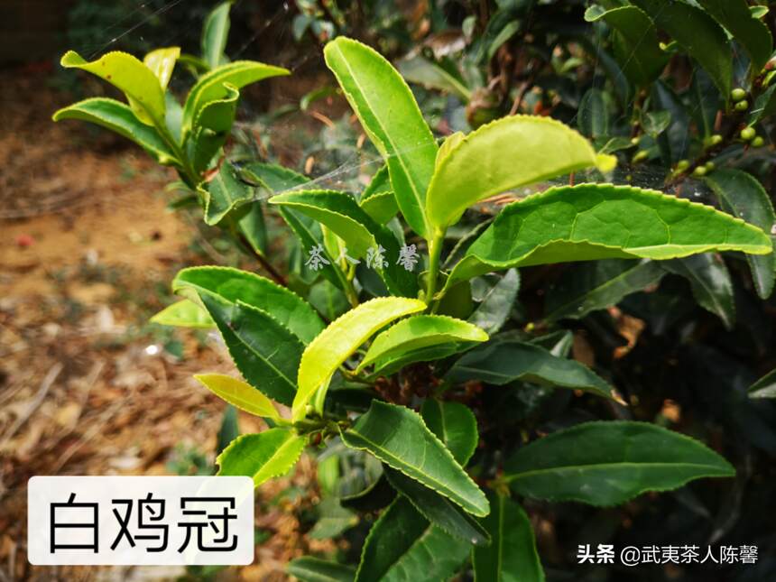 茶叶种植过程中到底需不需要施肥？喝这样的茶对身体会有影响吗？