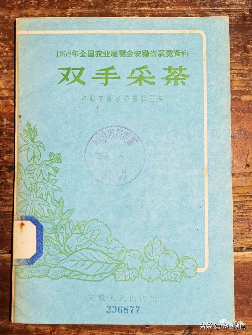 早在1959年安化就推广“双手采茶”技术