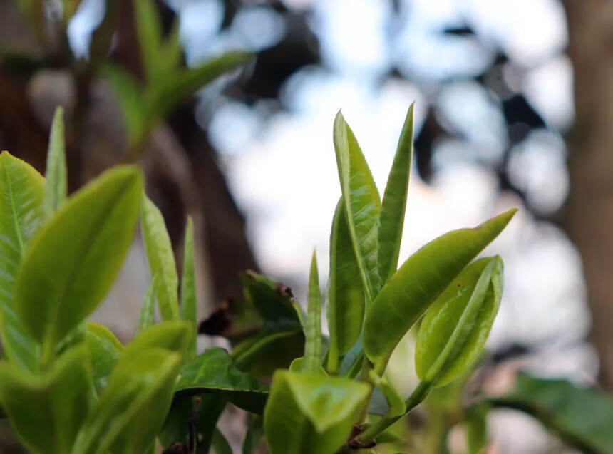 普洱茶那么多山头，哪座山头的春茶口感更好？今天我们先说说临沧