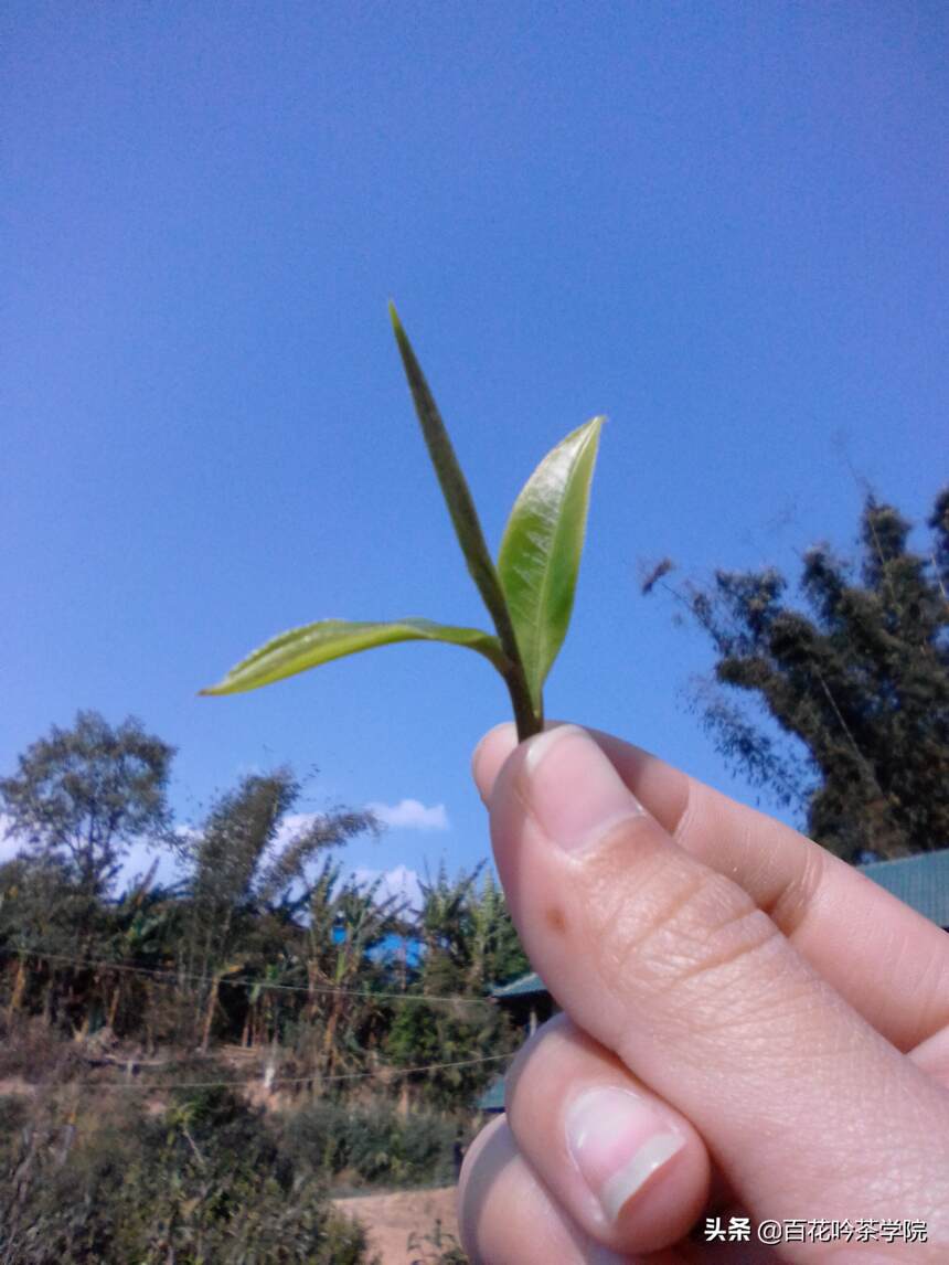 2019百花吟茶山行第六站帕沙：甜中有涩，绵柔倔强