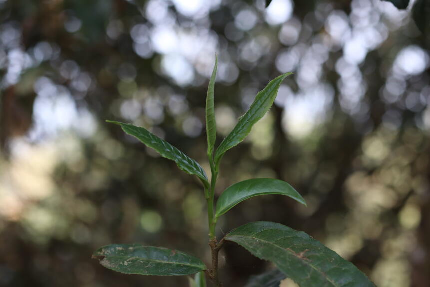 普洱茶基础知识合集，新手入门快速了解普洱茶