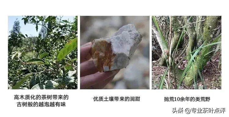 施肥的茶品质不好？你们错了