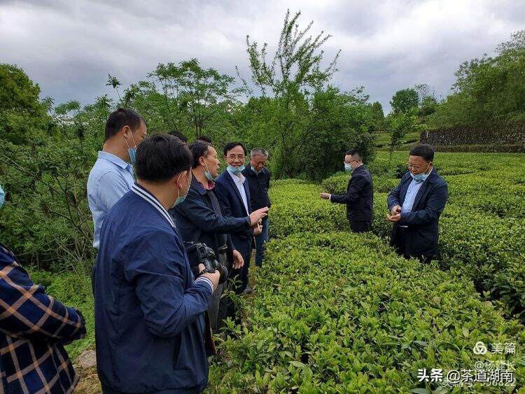 娄底茶协：助力茶业高质量发展须注重“三个突出”