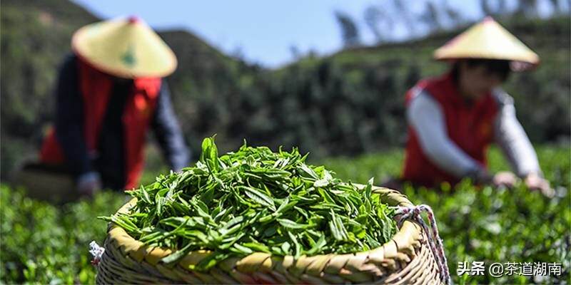 湖南省衡阳市常宁市委组织部门帮助茶农采摘茶