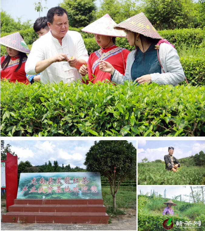 赣茶·寻茶记 | 龙南虔龙红 探究茶汤“冷后浑”「第82站」